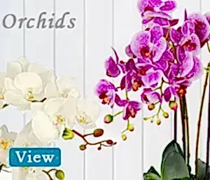 Orchid