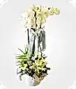 Design Flower with Orchid