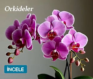 Orkide Cicek