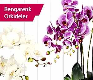 Orkide Çiçek