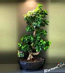 S Bonsai