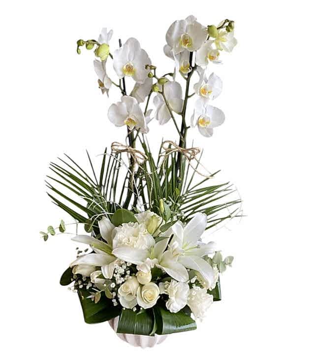 Beyaz Orkide Aranjman