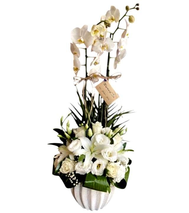 Beyaz Orkide Aranjman