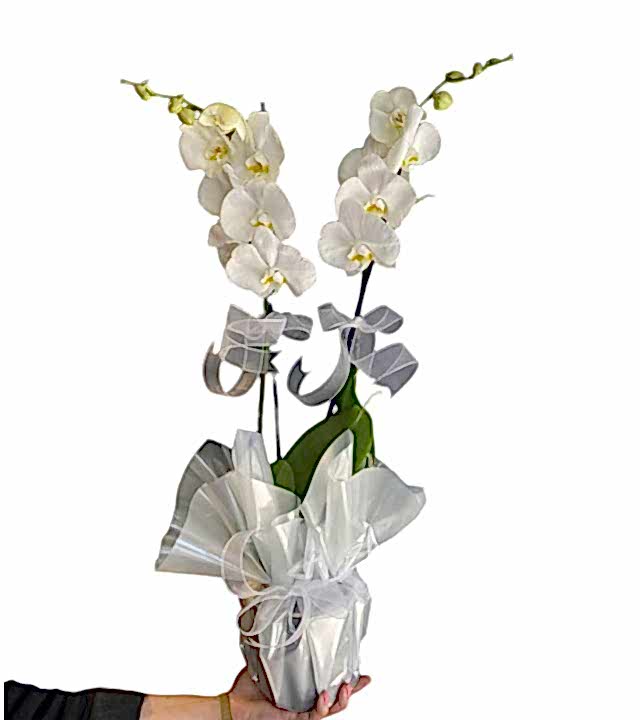 Çiftli Beyaz Orkide