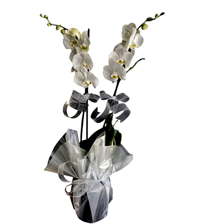 Çiftli Beyaz Orkide