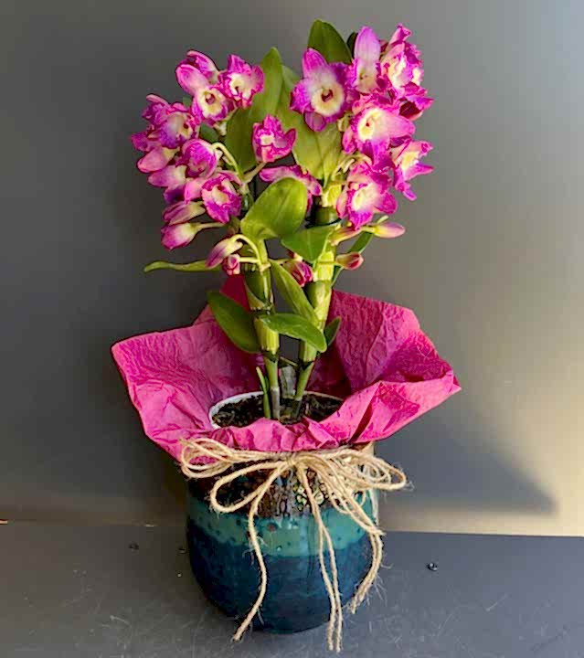 Midi Boy Fuşya Dendrobium Orkide