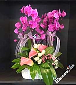 Fuşya Orkide Tanzim