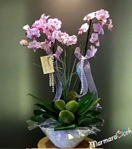 Kırçıllı Orkide Aranjman