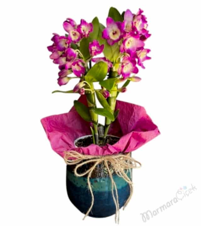 Midi Boy Fuşya Dendrobium Orkide