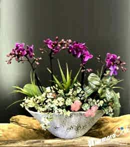 Oval Seramikte Mini Orkide