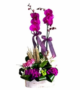 Orkideli Aranjman