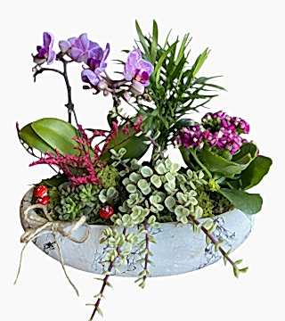 Mini Orkide Kalanchoe