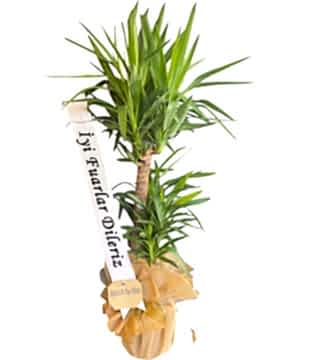 2'li Uzun Yucca Saksı Çiçeği