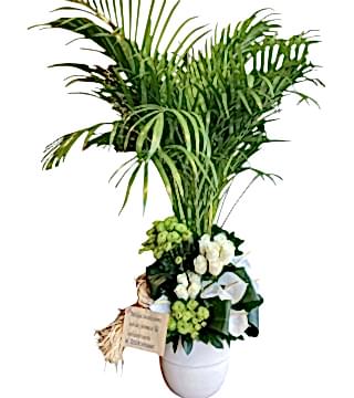 Areka Saksı Aranjman