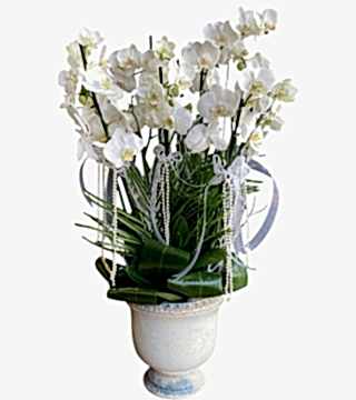 Beyaz Orkide Şöleni