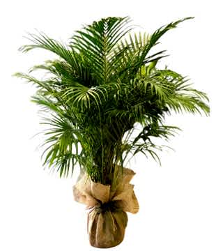 Areka (Dypsis Lutescens)