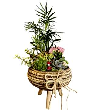 Ayaklı Saksıda Dağ Palmiyesi