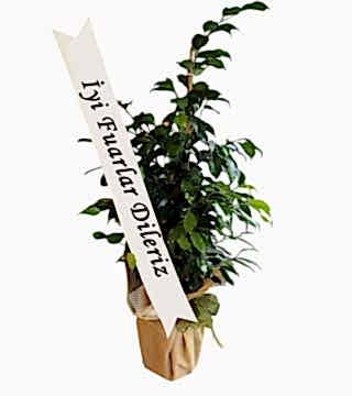 Benjamin Fuar Bitkisi