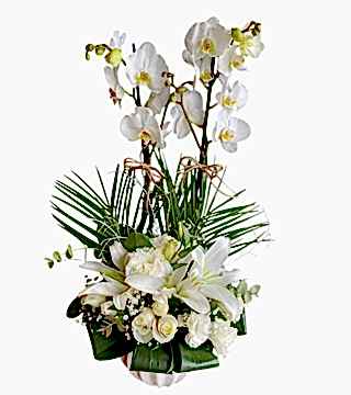 Beyaz Orkide Aranjman