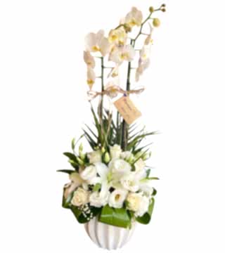 Beyaz Orkide Aranjman