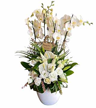 Beyaz Orkide Düğün Çiçeği