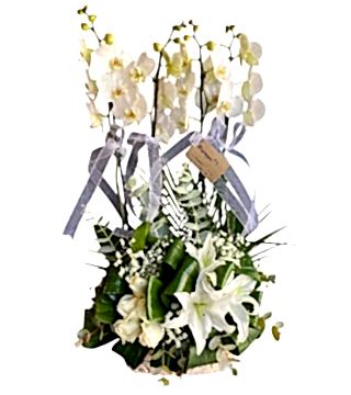 Beyaz Orkide Gül Aranjman