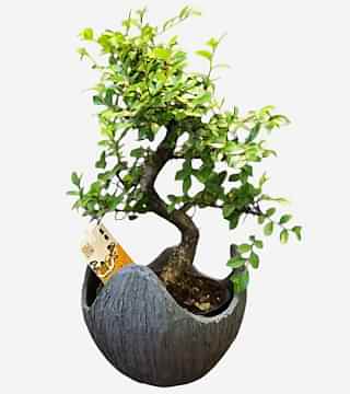 Şık Seramikte Bonsai