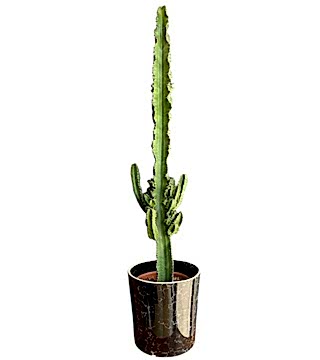 Büyük Eforbia Kaktüs