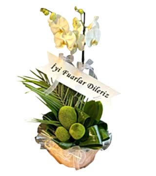 Beyaz Orkide Fuar Çiçeği