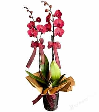 Çift Dallı Gül Kurusu Orkide