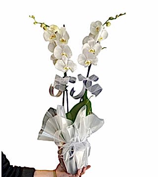 Çiftli Beyaz Orkide