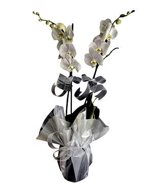 Çiftli Beyaz Orkide