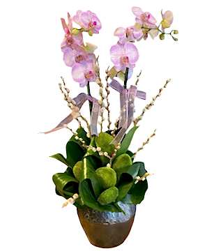 Lila Çizgili Orkide