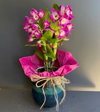 Midi Boy Fuşya Dendrobium Orkide