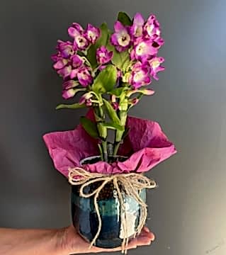 Midi Boy Fuşya Dendrobium Orkide