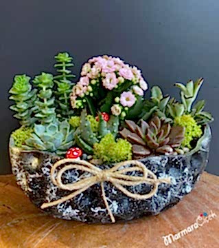 Doğum Günü Canlı Çiçek