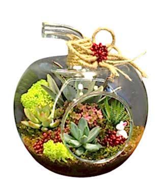 Elma Teraryumda Sukulentler