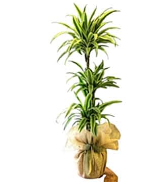 Üçlü Dracaena Lemon 