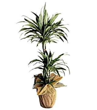 Dreceana Warneski Bitkisi