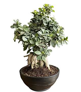Ficus Ginseng  Bonsai 