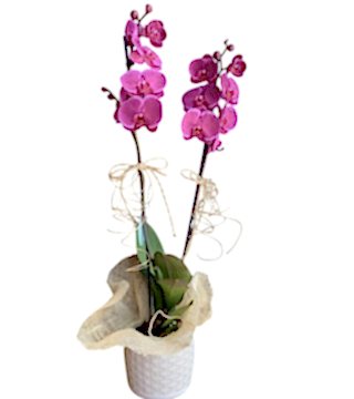 Seramikte Fuşya Orkide