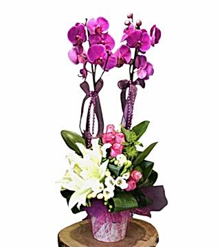 Fuşya Orkide Aranjman