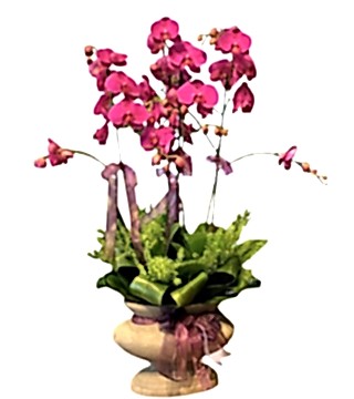 Fuşya Orkide Aranjman