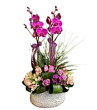 Fuşya Orkide Aranjmanı