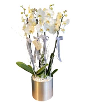 Galvanizde Orkideli Aranjman
