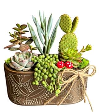 Kaktüs Sukulent Bahçesi