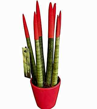 Kırmızı Sansevieria