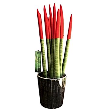 Kırmızı Sansevieria