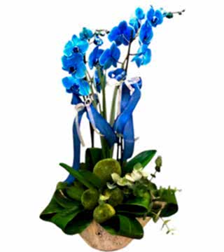 Mavi Orkide Tasarım