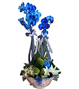 Mavi Orkide Aranjman